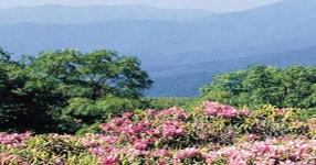 Blue Ridge Brigade - Daily Star Blue Ridge Brigade