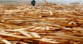 Wood you believe it? - Daily Star Wood you believe it?
