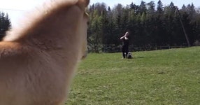 VIDEO: Real life Dr Dolittle speaks to horse in amazing video - Daily Star VIDEO: Real life Dr Dolittle speaks to horse in... 