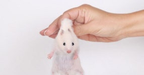 Man gets jealous of girlfriends hamster, throws it out - Daily Star Man gets jealous of girlfriends hamster, throws it out