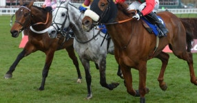 Horse Racing: Bene looks so efficient - Daily Star Horse Racing: Bene looks so efficient