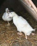 Meet the four-legged duck - Daily Star Meet the four-legged duck