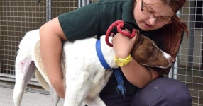 WATCH: Liverpool Trends - Manchester Dogs Home attacked, the One Night In Istanbul premiere and dramatic footage from Tour de... 