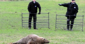 Merseysides weirdest creatures from 15ft creature to the Fazakerley crocodile - Liverpool Echo Merseysides oddest creatures... 