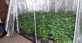 28 Merseyside cannabis farms worth estimated £5m busted in two week crackdown - Liverpool Echo 28 cannabis farms worth £5m... 