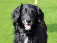 10 Dogs Trust Merseyside residents in need of a forever home - Liverpool Echo 10 Dogs Trust Merseyside residents in need of a... 