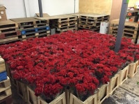 Grand National 2015: Ive had a huge response to my red carnation for Hillsborough campaign - Liverpool Echo Everyones backing... 