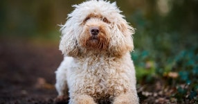 Vote for the UKs Favourite Dog Breed as race is on for OK! pick to win - OK! Magazine Vote to make OK! pick UKs Favourite Dog... 