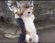 사촌동생이 고양이를 말리고 있는 짤