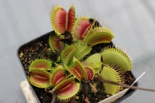 100D40mm 식충식물 정모겸 해마루 농원 방문