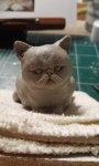 엑조틱엑죠틱이그조틱 숏헤어 고양이 피규어 제작기입니다47장
