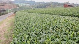 큐슈 올레 걷기 야메 올레 쿠루메 市