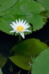 의왕 왕송호수 연꽃 풍경