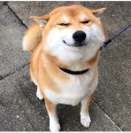 시바 미소