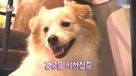 동물농장 레전드 댕댕이.jpg | 유머 게시판 | 루리웹