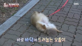 누워만 사는 포메라니안jpg