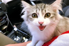 저희집 냥이들 소개 할게요