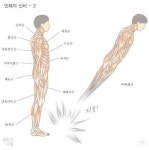 우리 몸의 근육 명칭을 알아보자