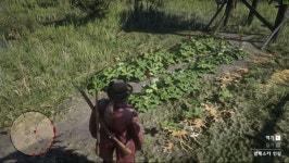 길가다 우연히 찾은 인삼농장