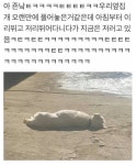 하얗게 불태웠개.jpg | 유머 게시판 | 루리웹 하얗게 불태웠개.jpg | 유머 게시판