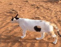 (혐)몸에 구멍 뚫린 고양이 | 유머 게시판 | 루리웹 (혐)몸에 구멍 뚫린 고양이 | 유머 게시판