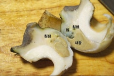 잘못 먹으면 죽을수도 있는 소라jpg