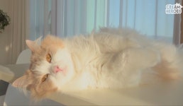 수면시간 줄이고싶다 | 정치유머 게시판 | 루리웹 수면시간 줄이고싶다 | 정치유머 게시판