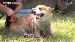 웰시코기 목욕시키기 | (백업)유머 게시판(2018-2020) 웰시코기 목욕시키기 | (백업)유머 게시판(2018-2020) | 루리웹