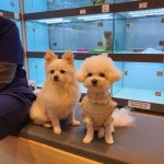 동물병원 일상 올립니다. ^^ | 반려동물 갤러리 동물병원 일상 올립니다. ^^ | 반려동물 갤러리 | 루리웹