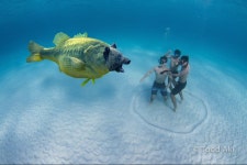 스킨스쿠버들이 가장 경계하는 위험한 생물 | 유머 게시판 | 루리웹