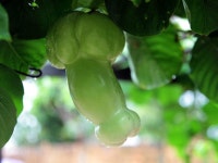 과일 참 죶같이 생겼네