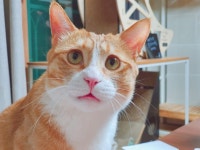 저희 집 쪼깐이랑 모카 보고가세요~ | 반려동물 갤러리 저희 집 쪼깐이랑 모카 보고가세요~ | 반려동물 갤러리 | 루리웹