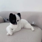 털찐강아지