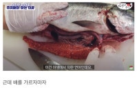 자연산 회 먹을 때 조심해야 하는 이유 | 유머 게시판 | 루리웹