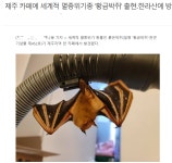 제주도 카페에서 쥐 출현