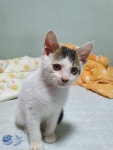 죽을 뻔한 냥이 33일차. 삼호 분양 중입니다. | 반려동물 갤러리 죽을 뻔한 냥이 33일차. 삼호 분양 중입니다. | 반려동물 갤러리 | 루리웹