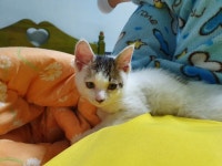 죽을 뻔한 냥이 33일차. 삼호 분양 중입니다. | 반려동물 갤러리 죽을 뻔한 냥이 33일차. 삼호 분양 중입니다. | 반려동물 갤러리 | 루리웹