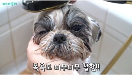 개들이 미용을 하는 이유. | 유머 게시판 | 루리웹