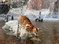 고양이정원 스압43장