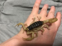 데저트 헤어리 사막 전갈 핸들링 Hadrurus Arizonensis