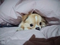 우리집 댕댕이 보구가라