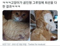 고양이가 곰인형 그루밍에 최선을 다 한 결과