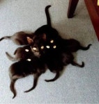 다홍이덕에 인기가 높아진 검은고양이