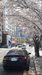 급벗꽃 지기전 한컷 올려요 | 자동차 갤러리 | 루리웹 l RULIWEB 급벗꽃 지기전 한컷 올려요 | 자동차 갤러리 | 루리웹
