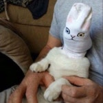 라오 오늘의 고양이 짤