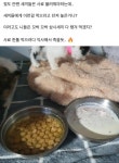 혐주의세나개 나왔던 군산 유기동물 보호센터 근황