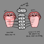 미각 지도 잘못되었다 맛 지도 다 틀렸다