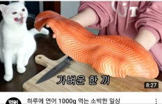 군침이 싹 돌기 시작한 고양이의 모습