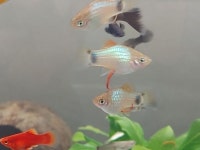 플래티는 똥을 졸라 정직하게 싸네