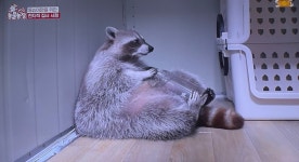 아라이상 돼지